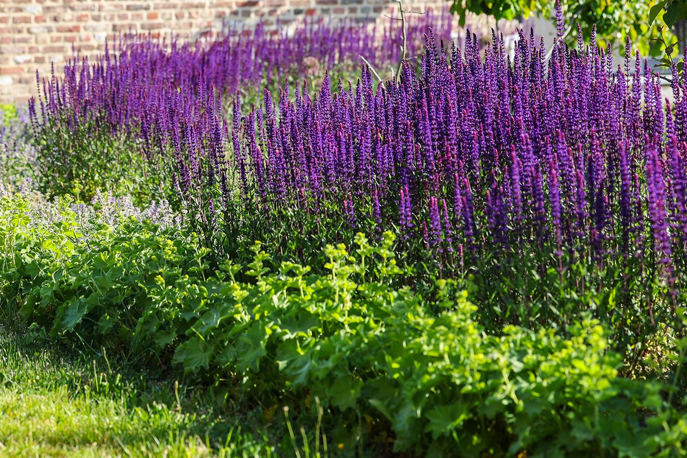 Om de plantenborder een extra boost te geven kan je deze bemesten met een organische meststof
