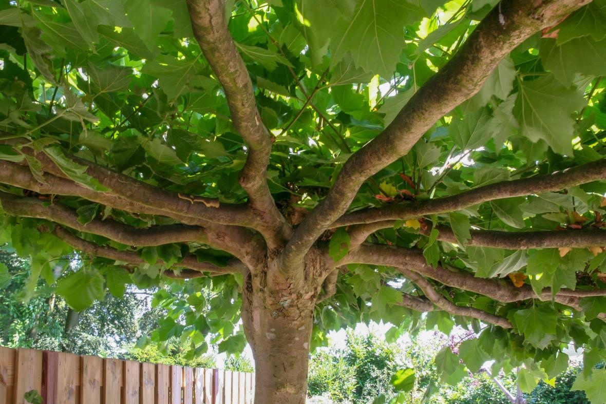 dakplantanen Vorm- en leibomen: stijlvol en praktisch