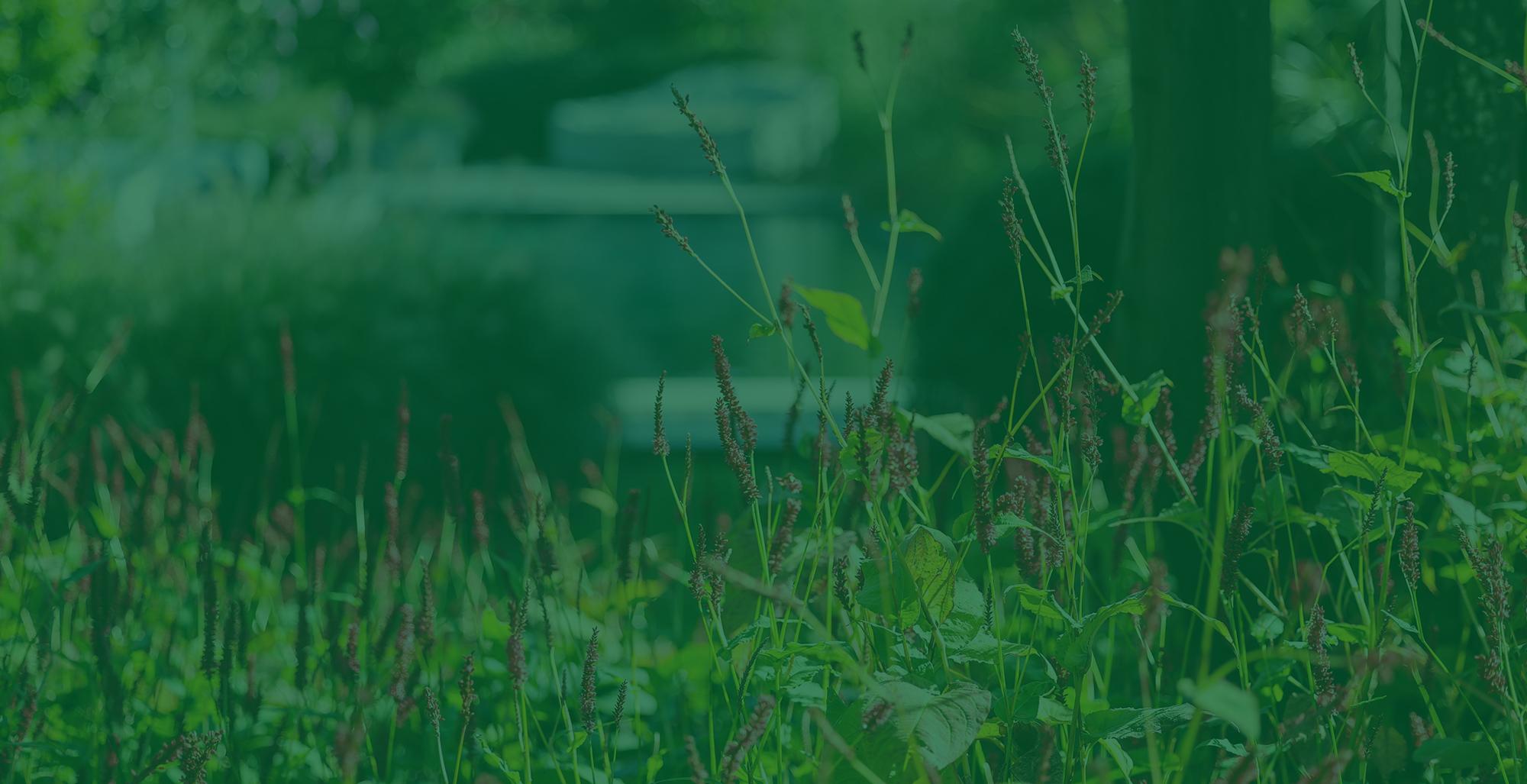 Tips voor een bloeiende tuin