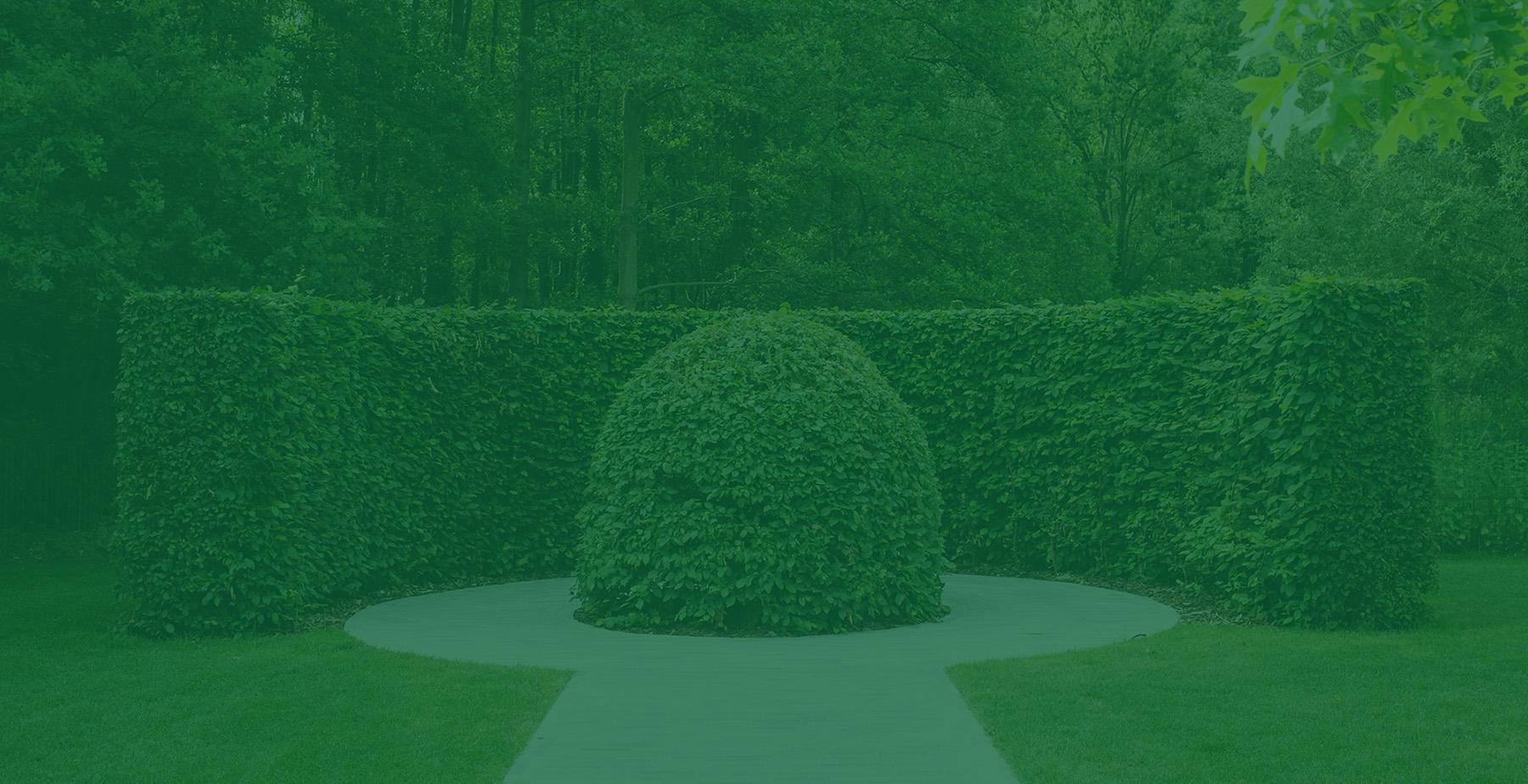 lentesnoei Juni, snoeimaand. De belangrijkste redenen om te snoeien