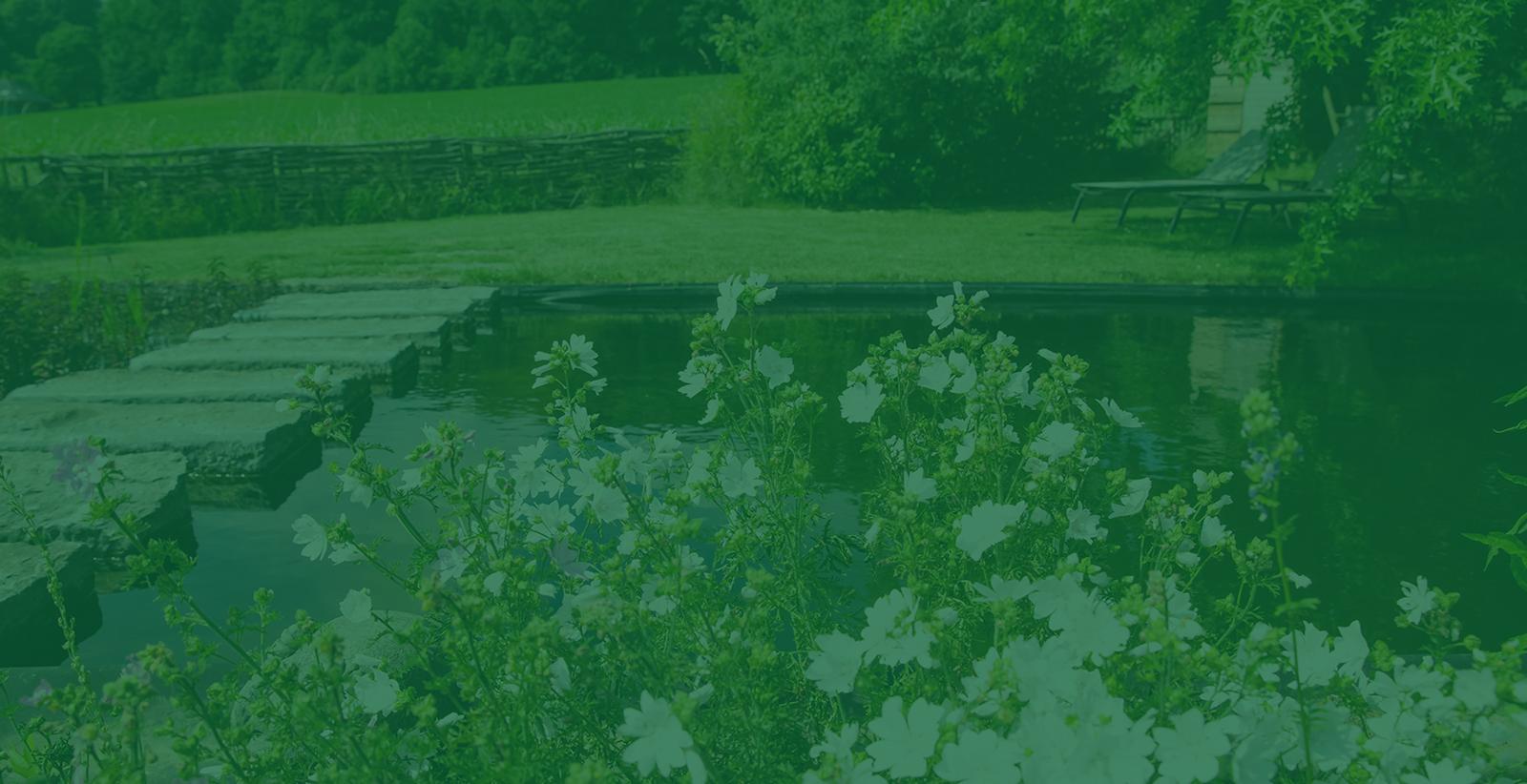 Waarom een zwemvijver in je tuin een goed idee is