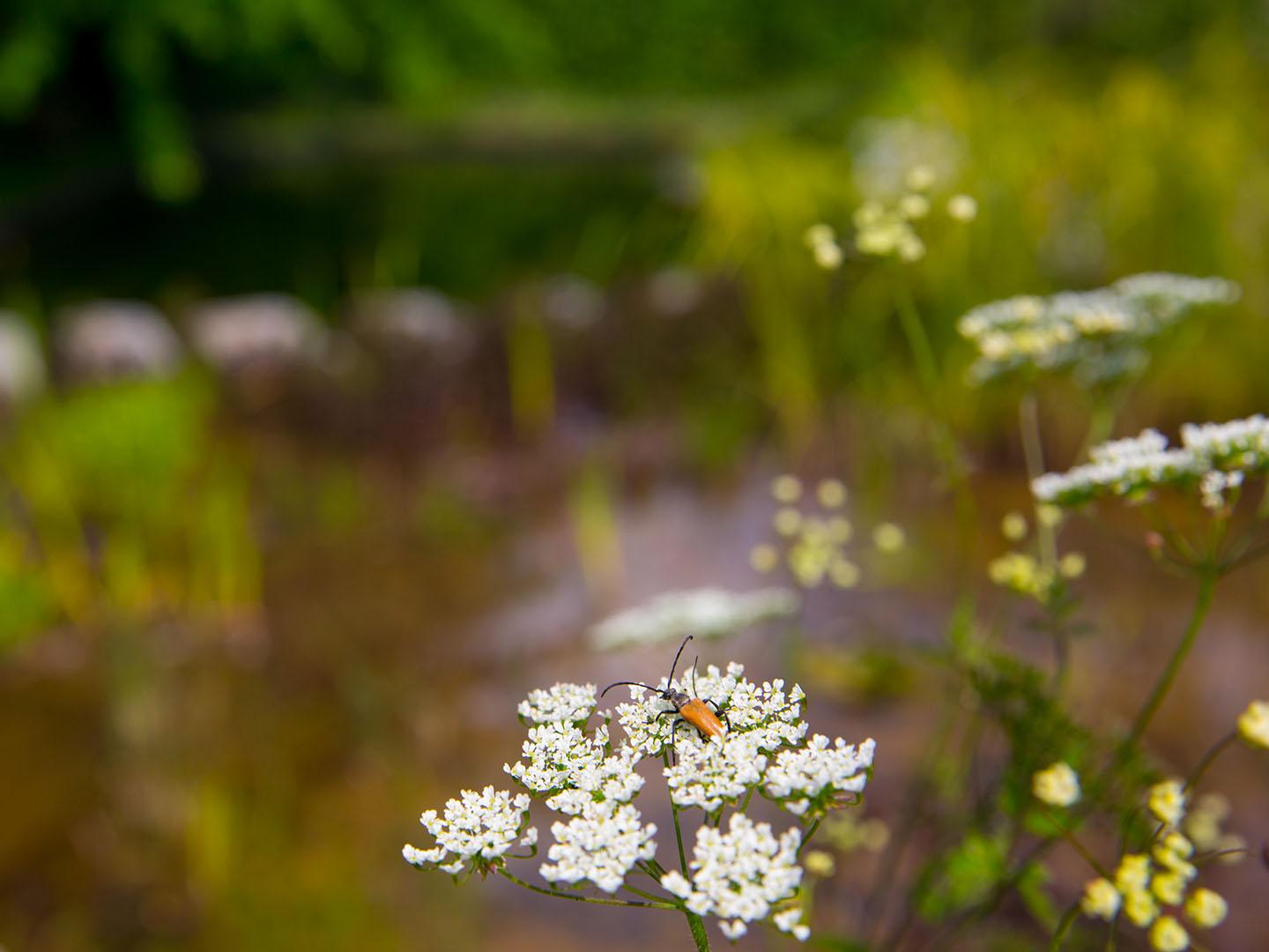 Zwemvijver Tuinwerken Willemsens